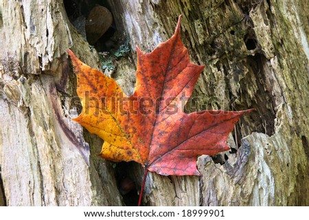 Maple leaf coloured from the Autumn over wooden trunk. Wooden trunk with holes and Fall coloured in red maple leaf.