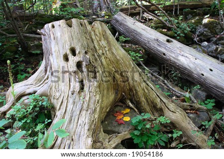 Wooden trunks with holes remains from trees. Wooden trunk remain from tree grow up in rocks of Niagara Escarpment and surrounding landscape.