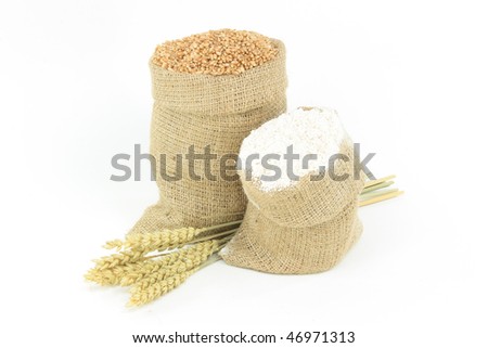 Wheat - Plants, Kernel, Flour.  Picture of  wheat ears group and kernels, flour in burlap sacks over white background.