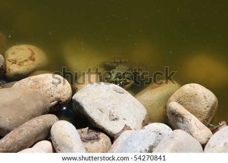 Picture of small green frog part on the stone, part in the water waiting for moment to go over the rock.