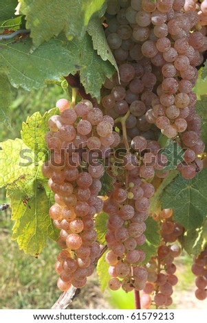 Still Picture of clusters ice wine grape on vine sprayed with chemicals for protection from parasites and sicknesses.