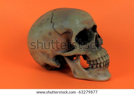 Picture of prop for the popular North American Holiday Halloween. Human Scull, over orange, background.