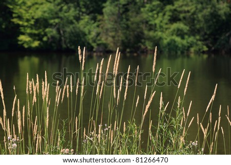 Picture of Grass and Plants grow-up on Lake Shore in front of the lake and blurred bushes on background.