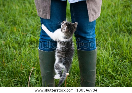 Little kitten jumps at a leg