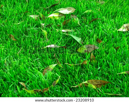 green cut grass and dry leaves