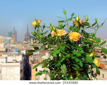 panorama of barcelona and bush of house yellow roses