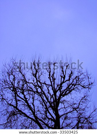 black silhouette of a tree and branches against the night sky
