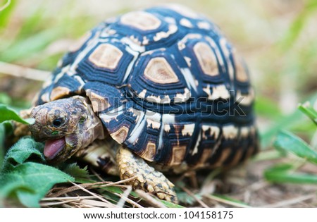 Tongue out of leopard tortoise
