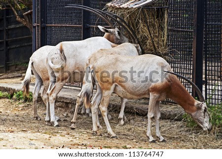 A scimitar-horned oryx (Oryx dammah). Now extinct in the wild, scimitar-horned oryx once lived in northern African countries of Egypt, Senegal, and Chad.