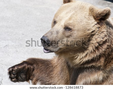 Brown bear greets with paw. Ursus arctos arctos.