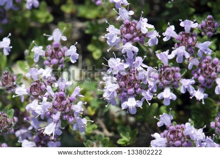 Background of small purple flowers.