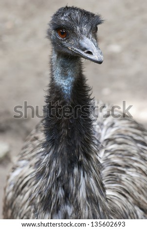 Bird emu (Dromaius novaehollandiae) looks at camera.