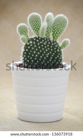 Bunny ears cactus (Opuntia microdasys) in a pot.