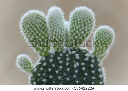 Detail of green Bunny ears cactus (Opuntia microdasys).
