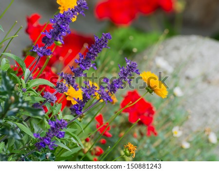 Mix of flowers in the flowerbed.