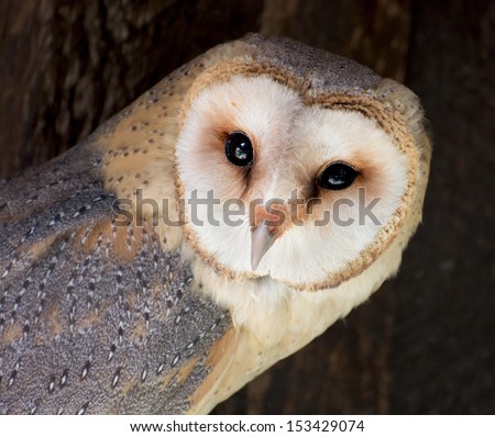 The Barn owl (Tyto alba) is the most widely distributed species of owl, and one of the most widespread of all birds.