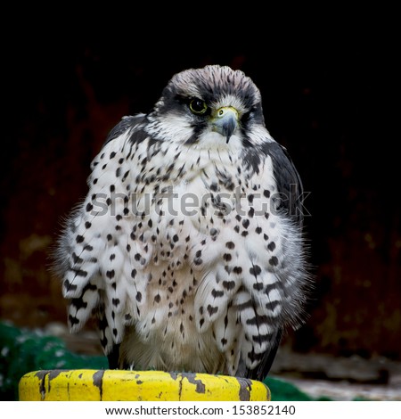 The Lanner falcon (Falco biarmicus) is a large bird of prey that breeds in Africa, southeast Europe and just into Asia.