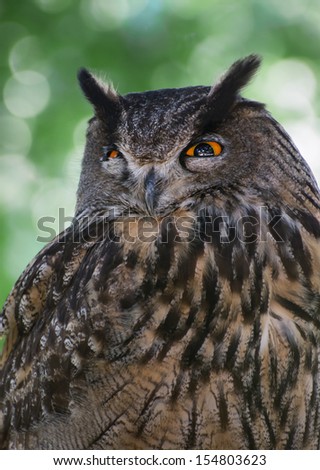 Eurasian great horned owl or Eagle owl (Bubo bubo).