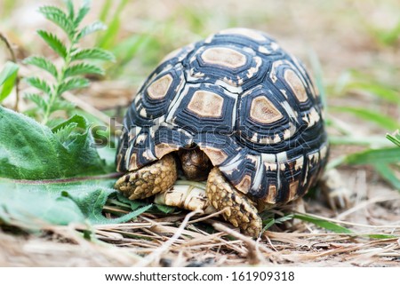 Leopard tortoise (Geochelone pardalis) in the defense position.