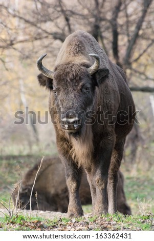 Male European bison (Bison bonasus) in the forest.