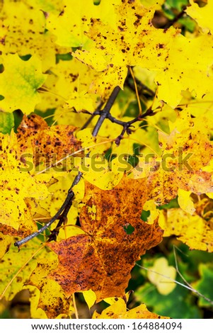 Colorful maple leaves. Autumn theme.