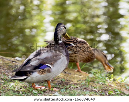 Pair of mallard ducks are fed by the pond.