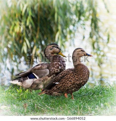 Pair of wild mallard ducks by the pond.