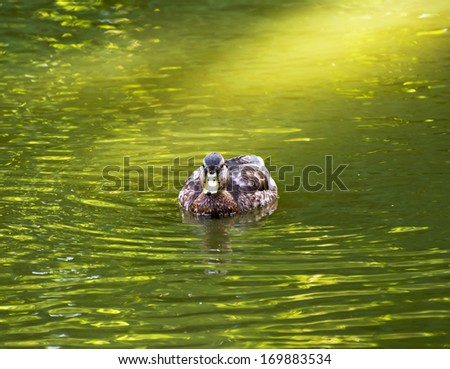 Mallard duck in a pond. Light in water.