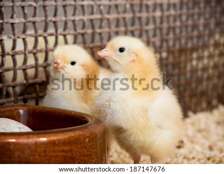 Two yellow little chicks. Poultry farming.