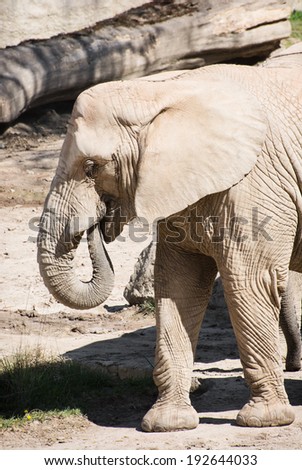 African bush elephant (Loxodonta africana) can serve food with trunk.