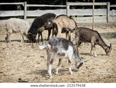 Sheep and goats. Farmyard in rural areas.
