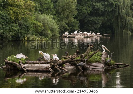 Large group of waterfowl on the lake. Great white pelican (Pelecanus onocrotalus), Cormorants and Grey heron (Ardea cinerea).