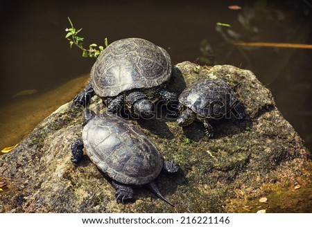 The European pond turtle (Emys orbicularis), also called the European pond terrapin, is a long-living freshwater species of turtle. Group of turtles.