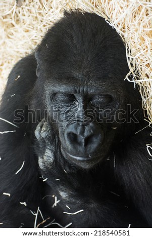 Western lowland gorilla (Gorilla gorilla gorilla) sleeping.