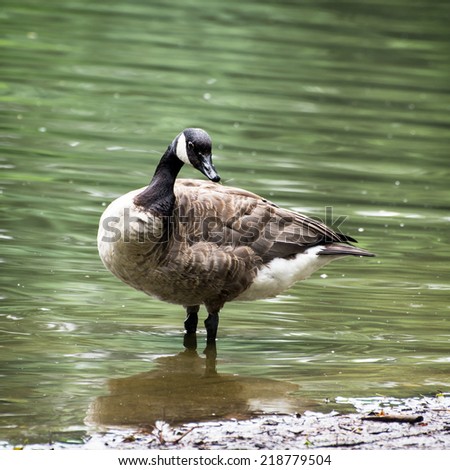 The Canada goose (Branta canadensis) in the lake.