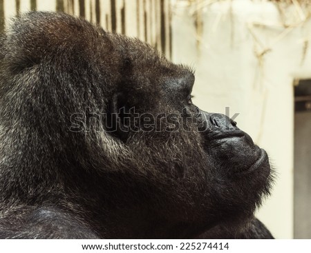 Western lowland gorilla (Gorilla gorilla gorilla). Portrait photo. Side view.