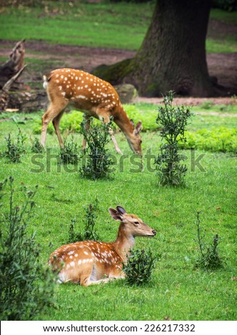 Two Fallow deers (Dama dama) are resting and grazing. Animal theme.