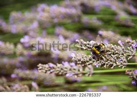 Macro photo of bumble-bee and purple lavender flowers. Natural theme.