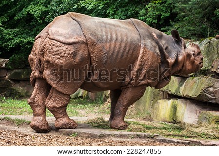 Indian rhinoceros (Rhinoceros unicornis). Side view. Endangered animal species.
