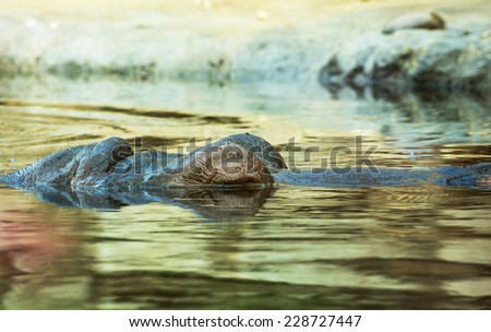 Hippopotamus (Hippopotamus amphibius) resting in the water. Animal theme.