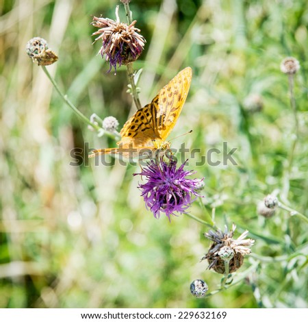 The Twin-spot fritillary (Brenthis hecate) is a butterfly in the family nymphalidae. Orange butterfly on the purple flower.