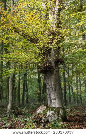 Big deciduous tree in a dense forest. Autumn nature.