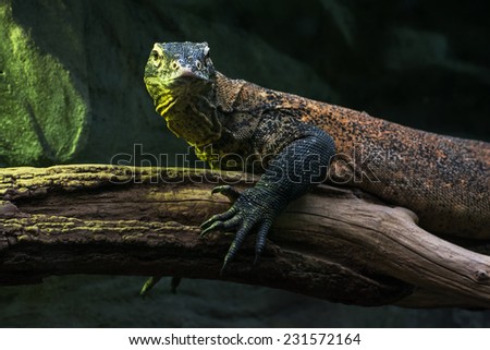 Portrait of a Komodo dragon (Varanus komodoensis). Animal theme.
