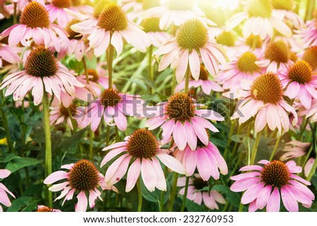 Echinacea is a genus, or group of herbaceous flowering plants in the daisy family, Asteraceae.