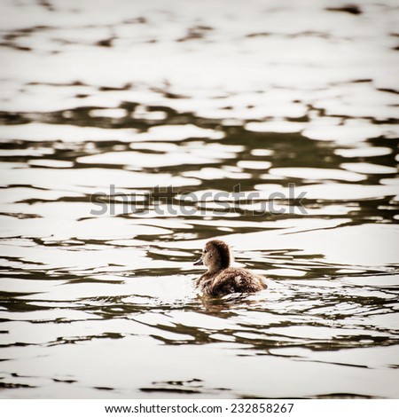 Little duckling in illuminated lake. Animal theme.