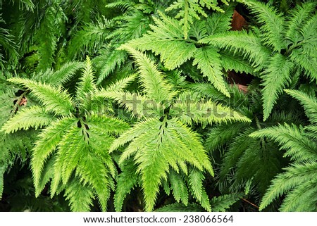 Green jungle plant. Natural background.