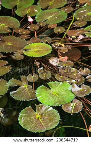 Beautiful green water lilies in the dark water. Natural background.
