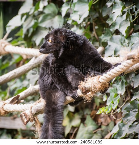 Watchful Black lemur (Eulemur macaco) on the rope. Animal theme.