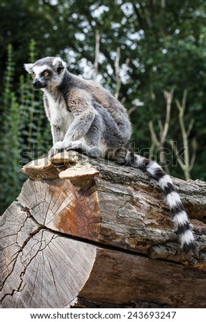Watchful Ring-tailed lemur (Lemur catta) sitting on the tree trunk. Animal theme.
