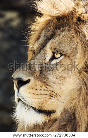 Portrait of a Barbary lion (Panthera leo leo). Animal background.